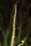 Tracy's sundew